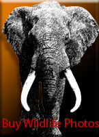 A Premier Elephant photo shop