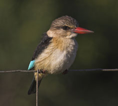 Brown hooded kingfisher